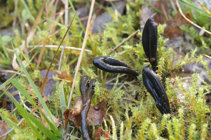 Lepkozorek śluzowaty (Geoglossum glutinosum)