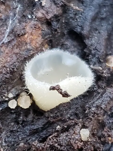Leucoscypha leucotricha
