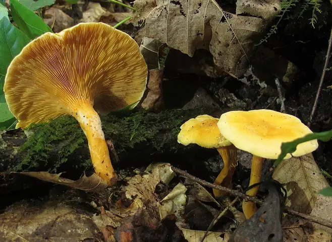 Lisówka pomarańczowa (Hygrophoropsis aurantiaca)