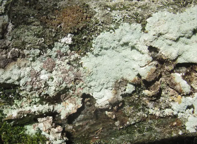 Liszajec gruby (Lepraria crassissima)