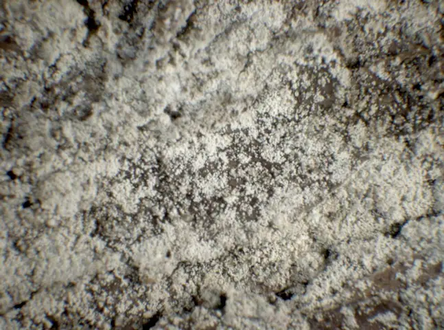 Liszajec jacka (Lepraria jackii)