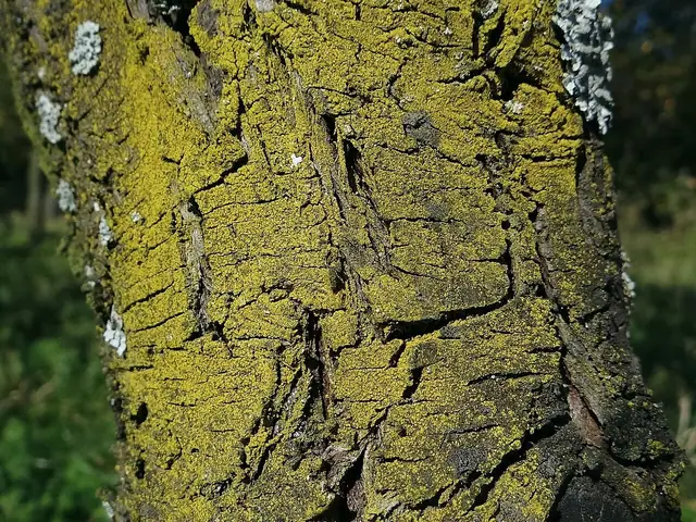 Liszajecznik ziarnisty (Candelariella xanthostigma)