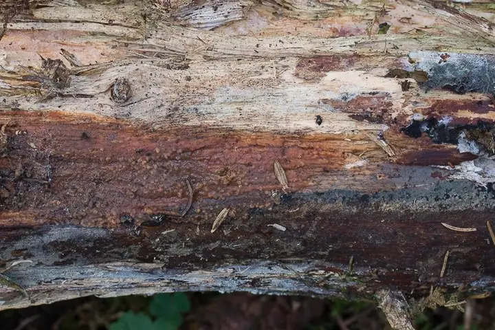 Łojek grubostrzępkowy (Sebacina dimitica)