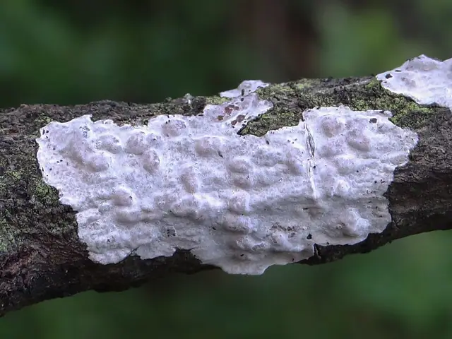 Łojówka różowawa (Exidiopsis effusa)