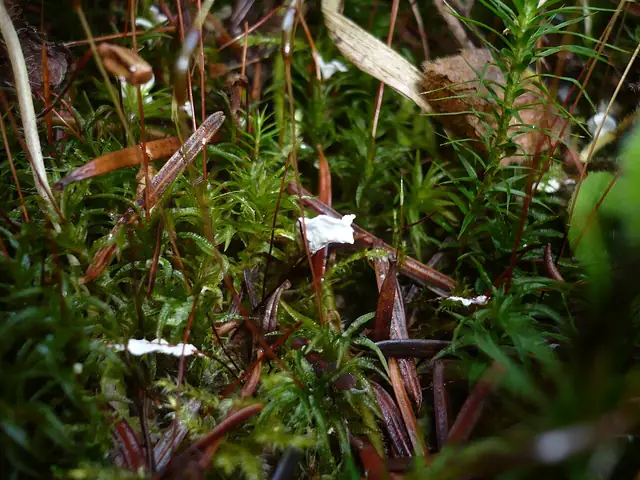 Łopateczka mchowa (Cyphellostereum laeve)