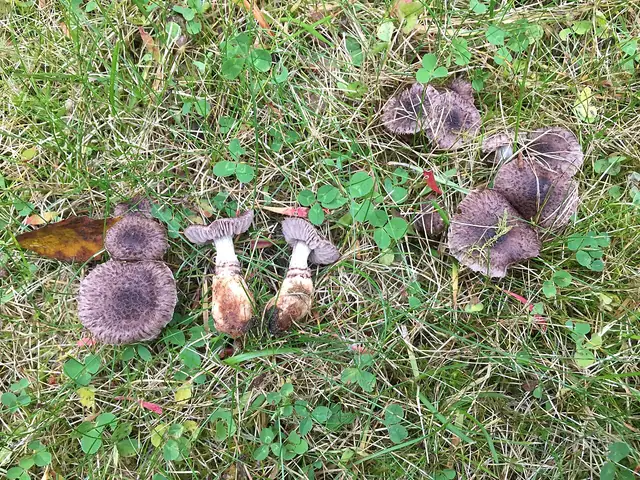 Łuskówka wonna (Squamanita odorata)
