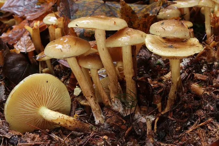 Łuskwiak dwubarwny (Pholiota spumosa)