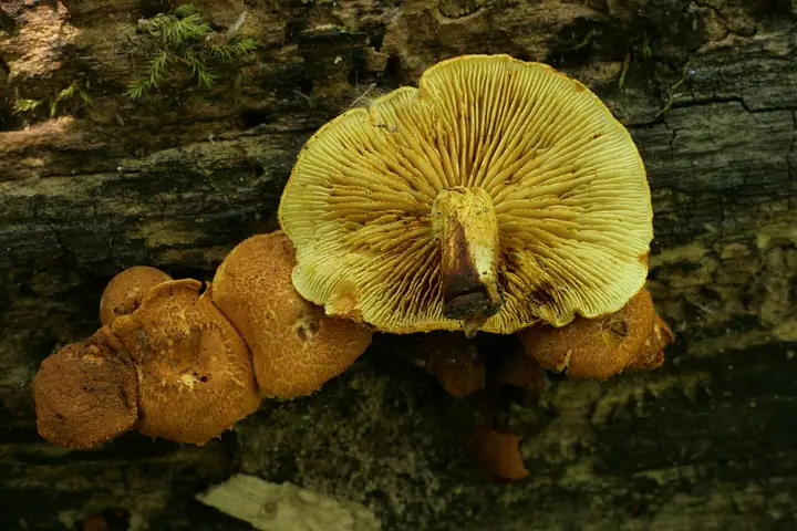Łuskwiak gruzełkowany (Pholiota tuberculosa)