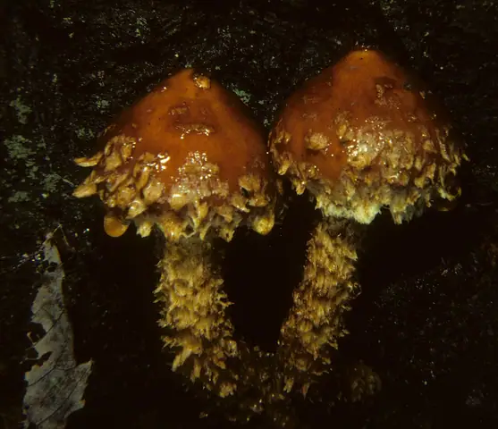 Łuskwiak karbowany (Hemistropharia albocrenulata)