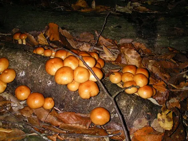 Łuskwiak nameko (Pholiota nameko)