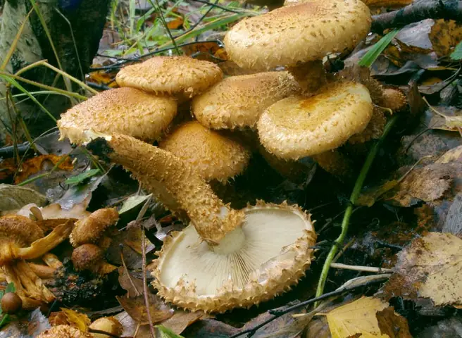 Łuskwiak nastroszony (Pholiota squarrosa)