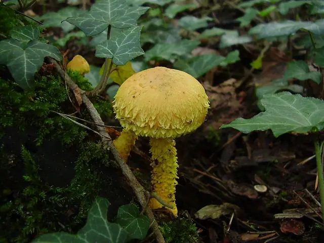 Łuskwiak ognisty (Pholiota flammans)