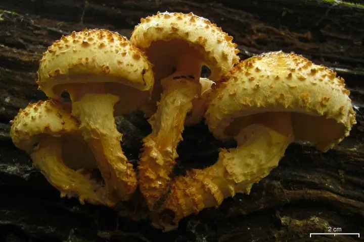 Łuskwiak rdzawołuskowy (Pholiota squarrosoides)