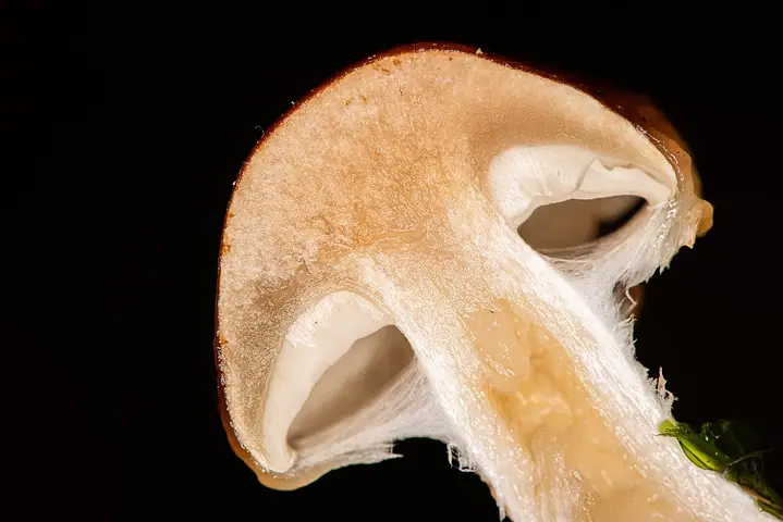 Łuskwiak śliski (Pholiota lubrica)