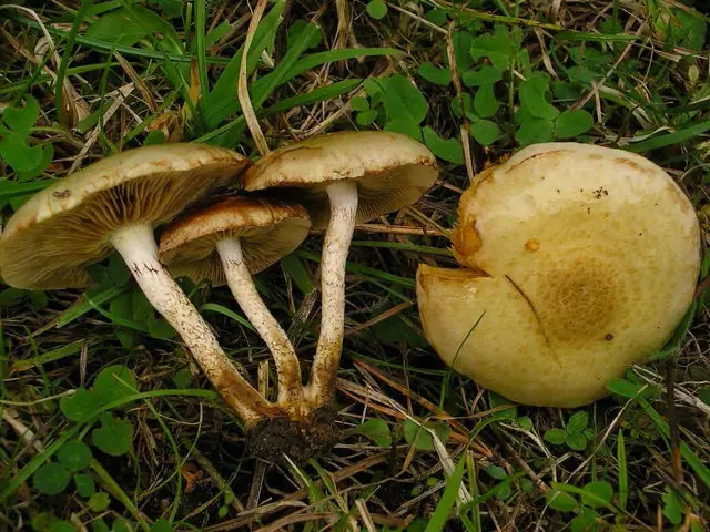 Łuskwiak słomkowy (Pholiota gummosa)