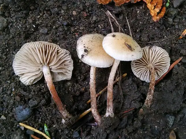 Łuskwiak świerkowy (Pholiota scamba)