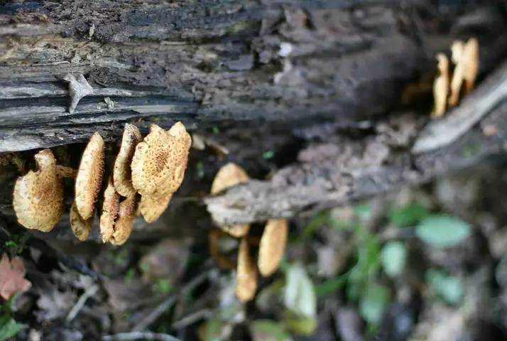 Łuskwiak tłustawy (Pholiota adiposa)