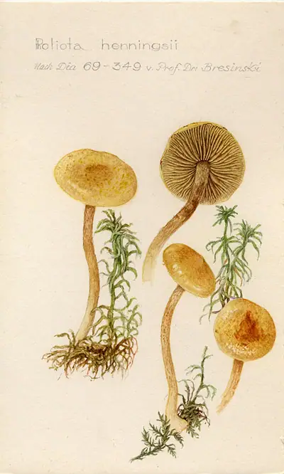 Łuskwiak torfowy (Pholiota henningsii)