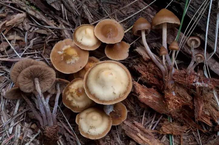 Łuskwiak wąskoblaszkowy (Kuehneromyces lignicola)
