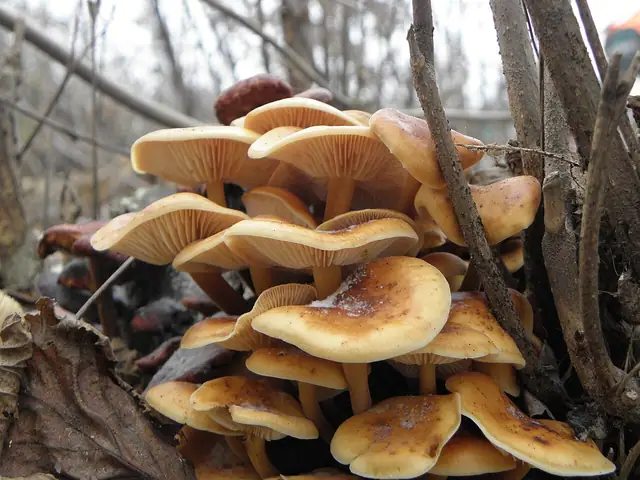 Łuskwiak wierzbowy (Pholiota conissans)