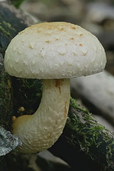 Łuskwiak włóknistołuskowaty (Hemipholiota heteroclita)