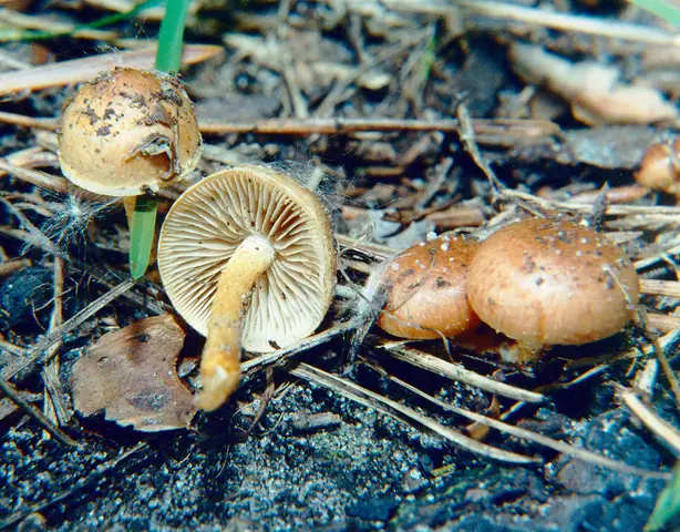 Łuskwiak wypaleniskowy (Pholiota highlandensis)