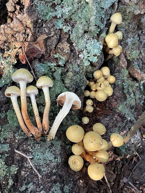Łuskwiak żółty (Pholiota alnicola)