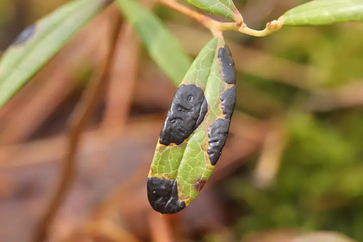 Łuszczeniec modrzewnicowy (Rhytisma andromedae)