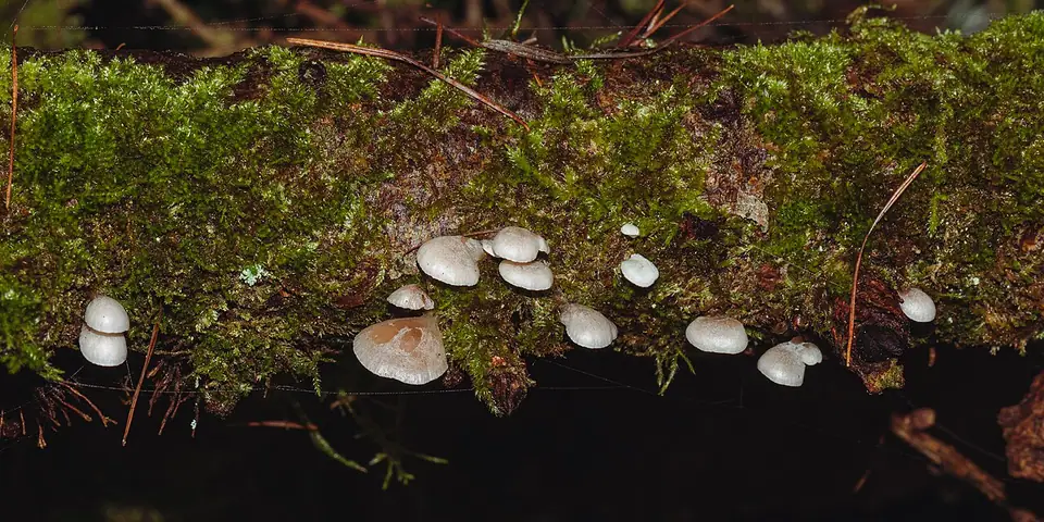 Łycznik białawy (Panellus mitis)