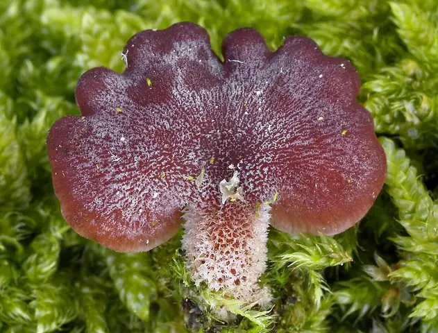 Łycznik fioletowawy (Panellus violaceofulvus)