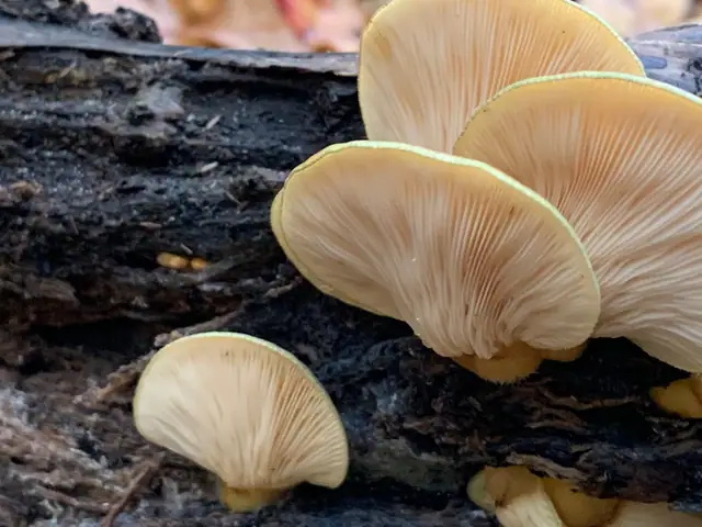 Łycznik późny (Sarcomyxa serotina)