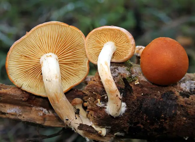 Łysak drobnołuskowy (Gymnopilus sapineus)