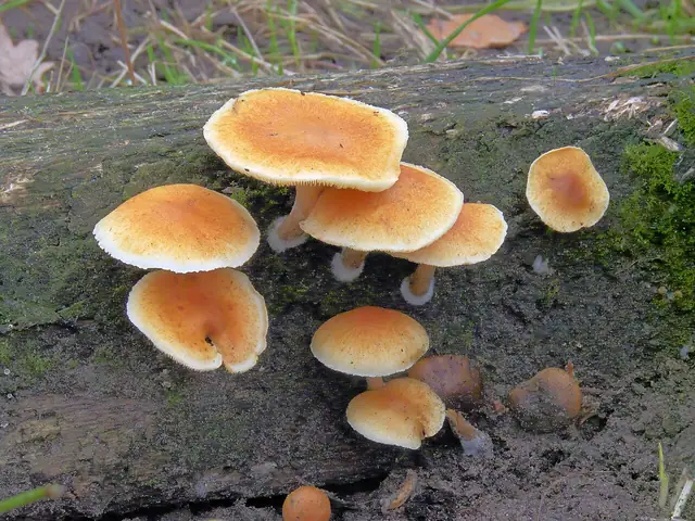Łysak plamistoblaszkowy (Gymnopilus penetrans)