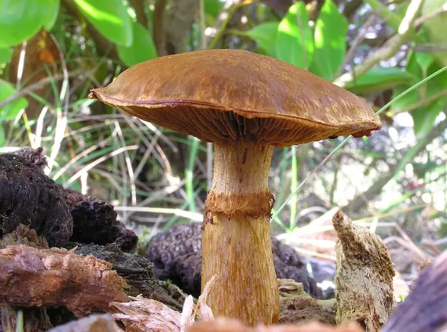 Łysak wspaniały (Gymnopilus junonius)