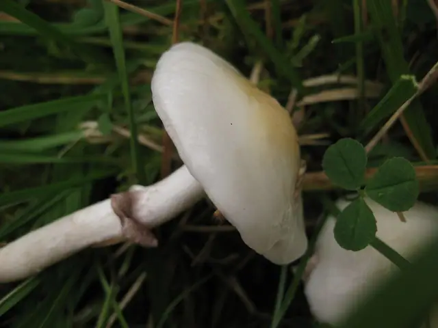 Łysiczka biaława (Stropharia albonitens)