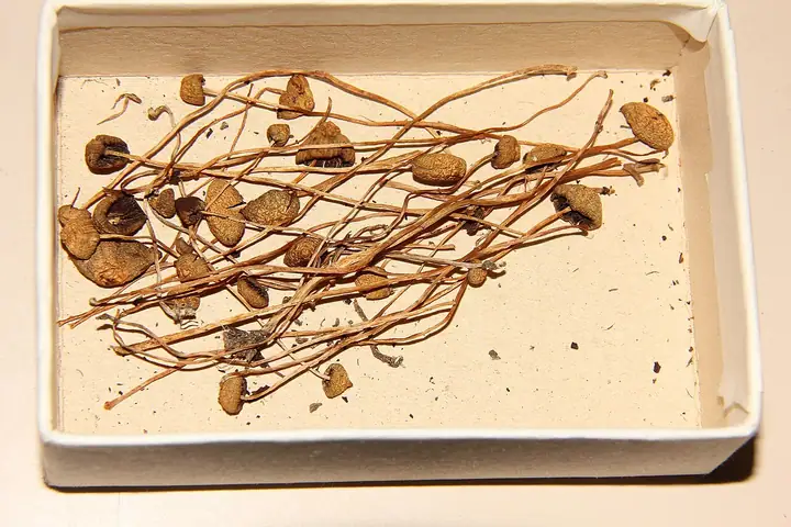 Łysiczka błotna (Psilocybe strictipes)