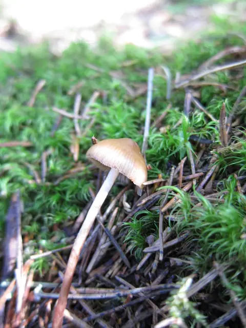 Łysiczka borowa (Psilocybe medullosa)