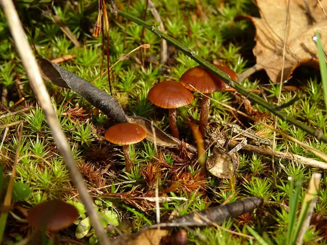 Łysiczka czarnobrązowa (Psilocybe montana)