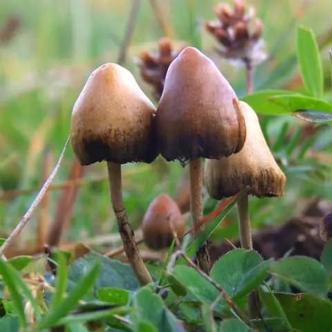 Łysiczka lancetowata (Psilocybe semilanceata)