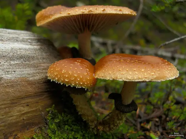 Łysiczka łuskowata (Stropharia squamosa)