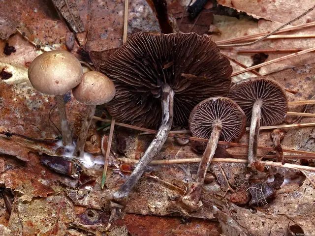 Łysiczka mitrowatozarodnikowa (Psilocybe phyllogena)