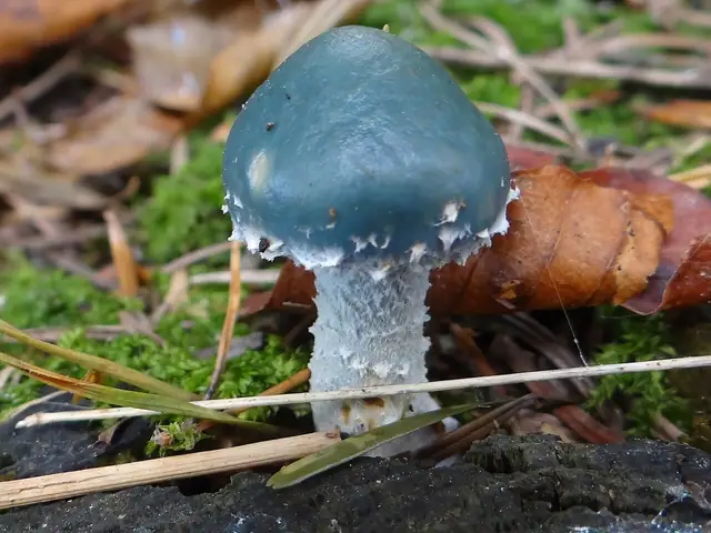 Łysiczka niebieskawa (Stropharia caerulea)