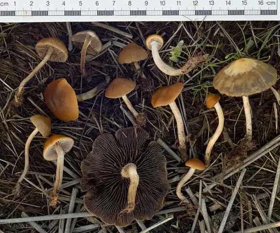 Łysiczka ochrowopłowa (Hypholoma subericaeum)