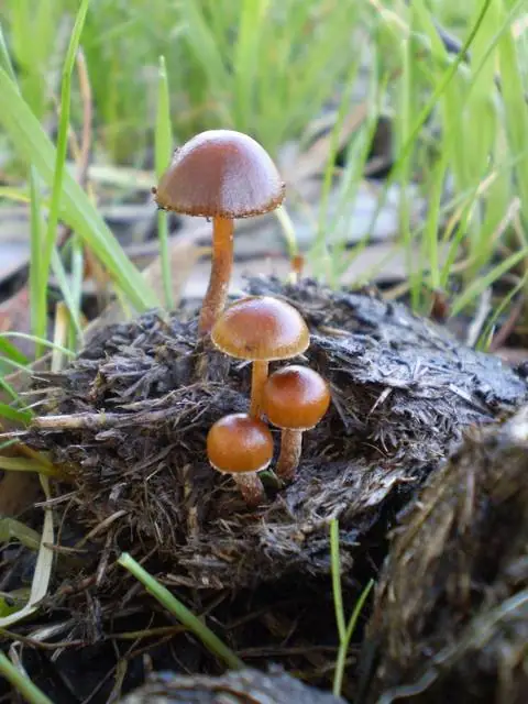 Łysiczka odchodowa (Psilocybe coprophila)