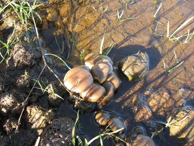 Łysiczka pomiotowa (Psilocybe merdaria)