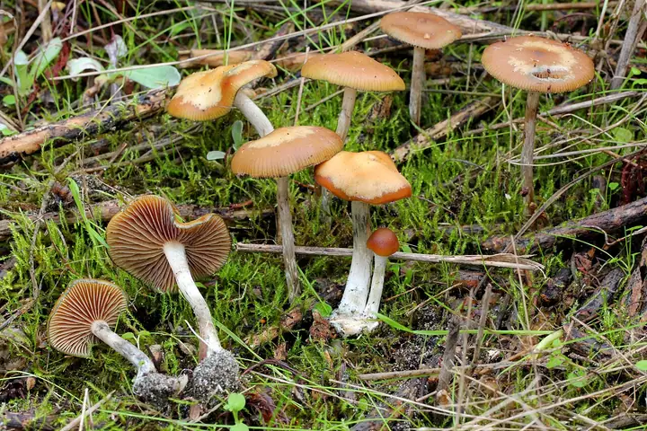 Łysiczka siniejąca (Psilocybe cyanescens)