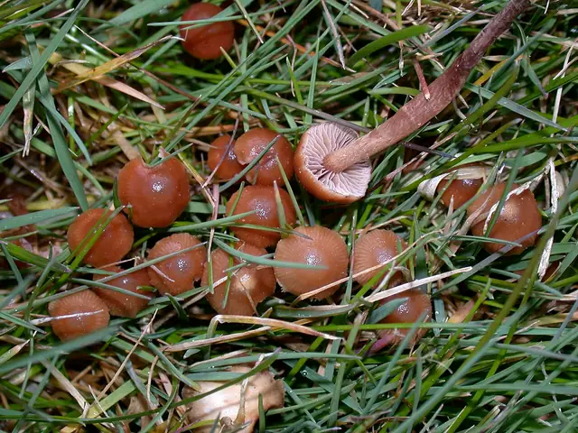 Łysiczka stożkowata (Psilocybe inquilina)