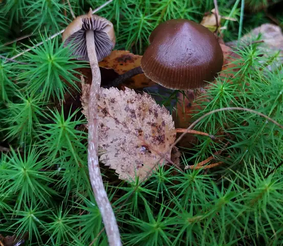 Łysiczka torfowa (Psilocybe turficola)