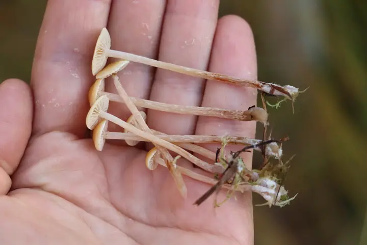 Łysiczka torfowiskowa (Hypholoma elongatum)