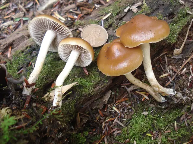 Łysiczka wrzosowiskowa (Hypholoma ericaeum)
